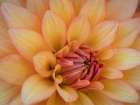Usa-Washington State-Duvall. Orange Garden dahlia close-up Art Print